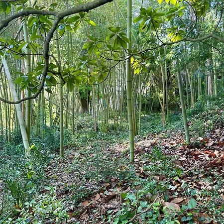 Bambou Studio, Cocon Nature