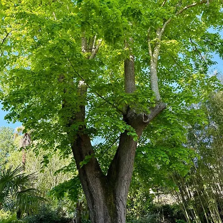 Apartman Bambou Studio, Cocon Nature Maureillas